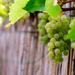 अंगूर Grapes